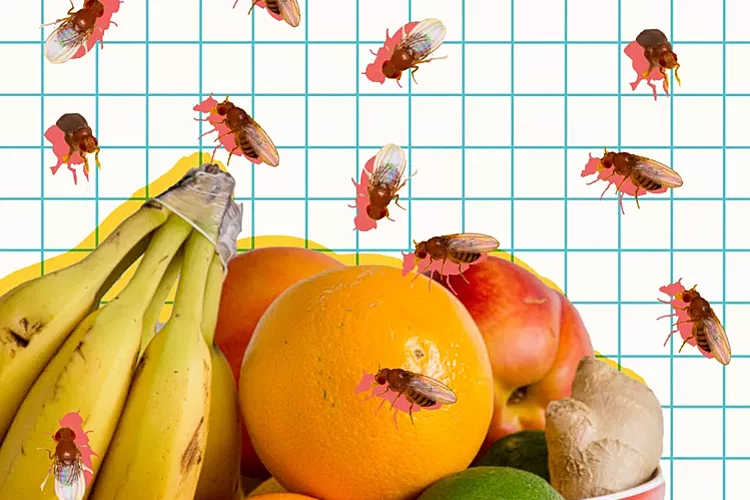 How to Get Rid of Fruit Flies Once and for All