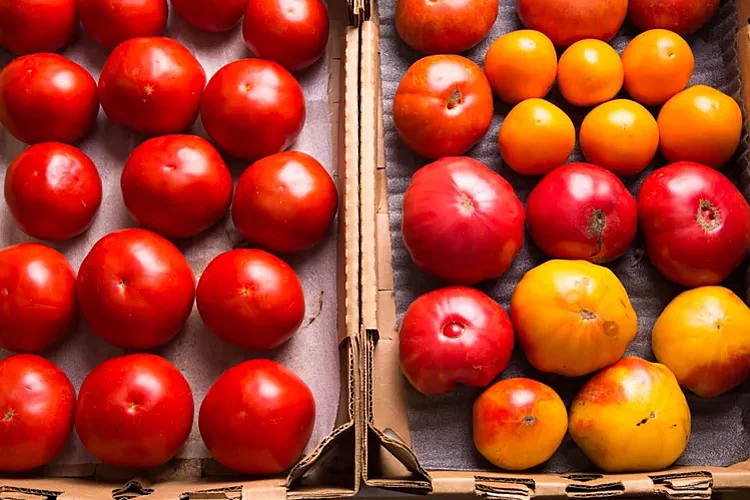How to Store Tomatoes So They Last Longer